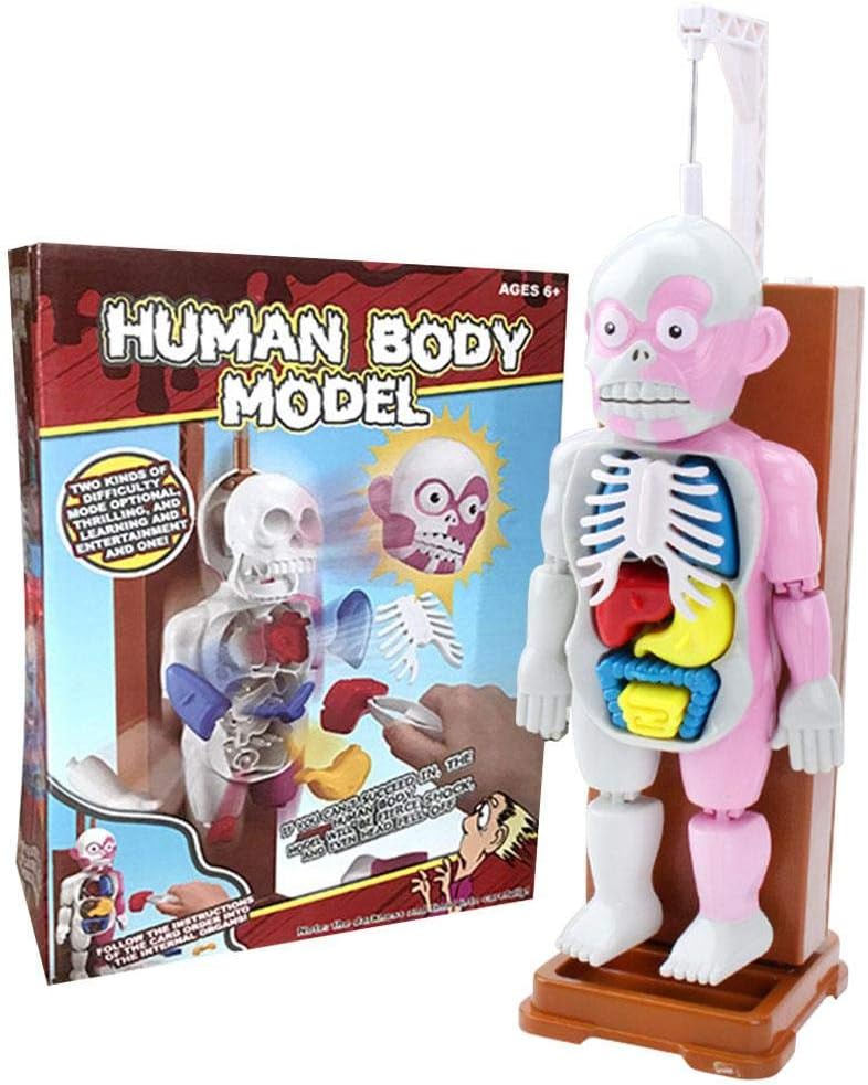 Ecisi Premium 4D Vision Human Body Full Skeleton Anatomy Torso Model 4D Human Internal Organs Doctors Kit 16.5" Human Anatomy Model