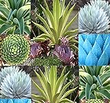 20 AGAVE SPECIES Seeds Mix - Excellent House Plants cactus cacti succulent 4 Greenhouse home OUTDOOR Too