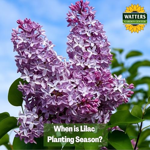 🪴When is Lilac Planting Season?