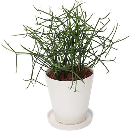 Amazon 観葉植物 イイハナ ドットコム ミルクブッシュ 6号 フラワーギフト ご自宅用 観葉植物 オンライン通販 Amazon 観葉植物 イイハナ ドットコム ミルクブッシュ 6号 フラワーギフト ご自宅用 観葉植物 オンライン通販