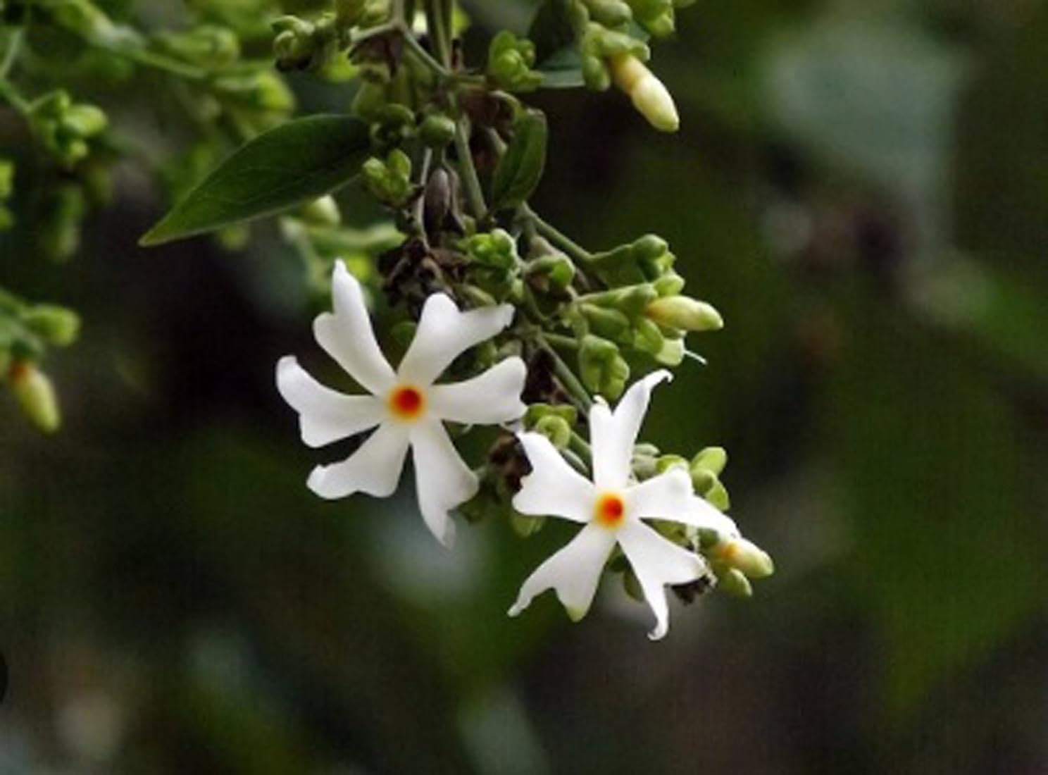 Green view Ratrani, Night Blooming Jasmine, Cestrum Nocturnum Live Plant (1 Healthy Live Plant in Grow Bag) (B09HS4HC4J) Amazon Price History, Amazon Price Tracker