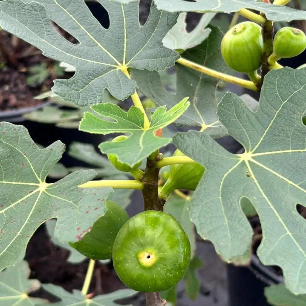 Ficus Brown Turkey Fig, 3 Gallon, Deciduous Fruit Tree, Full Sun
