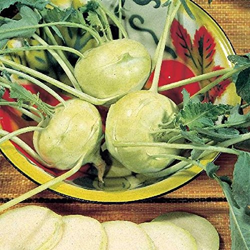 Grand Duke Improved Hybrid Kohlrabi Seeds - can Grow up to 4 inches Across!!(25 - Seeds)