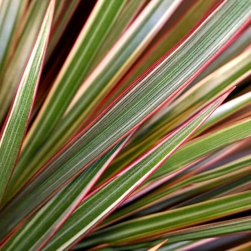 Miniatura 3 de Dracaena Marginata Bicolor - Planta viva en una maceta de 6 pulgadas - Dracaena Marginata 'Bicolor' - Hermosa planta de interior purificadora de aire