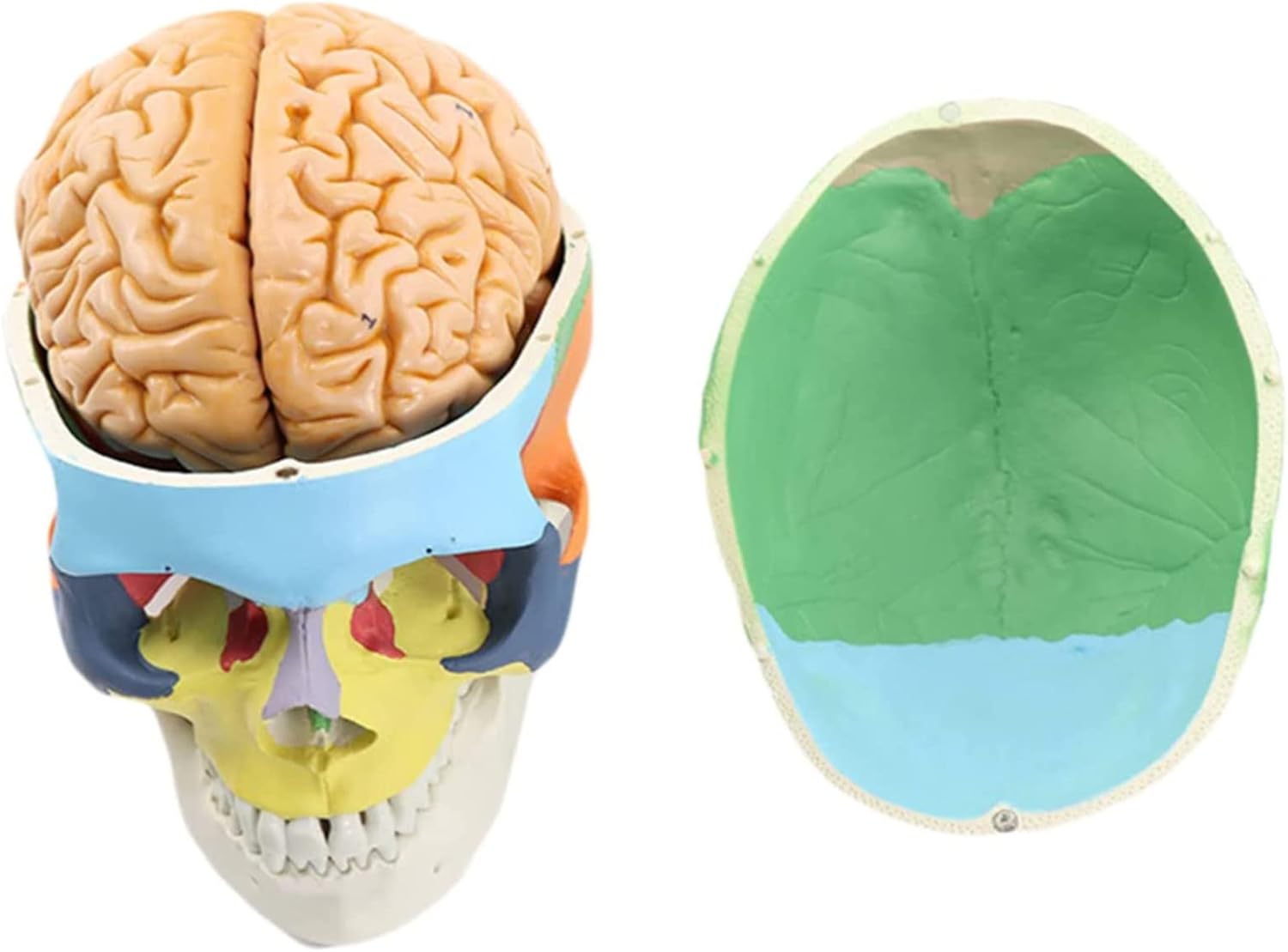 ヒューマンアナトミー 人体パズル 頭蓋骨 4Dビジョンヒューマンヘッド