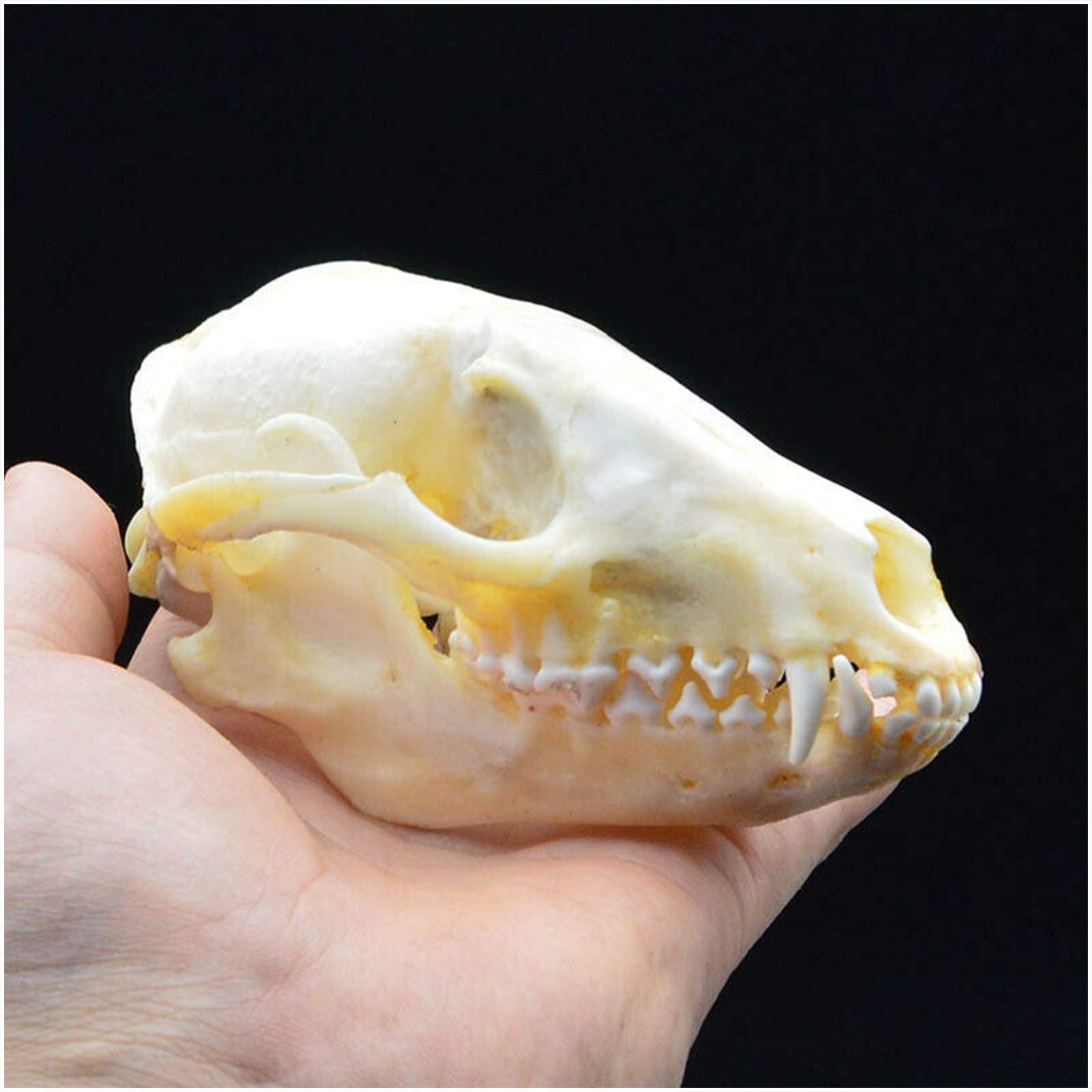 アライグマの頭骨 Amazon.co.jp: アライグマの頭蓋骨モデル - 本物のアライグマの