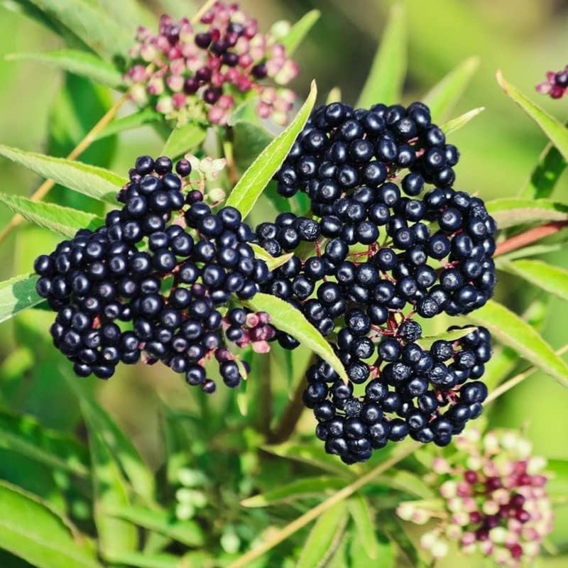 2 Elderberry Plants Live 6 to 12 Inches Height, Sweet Elderberry Bushes Live Plants, Black American Elderberry Fruits Trees