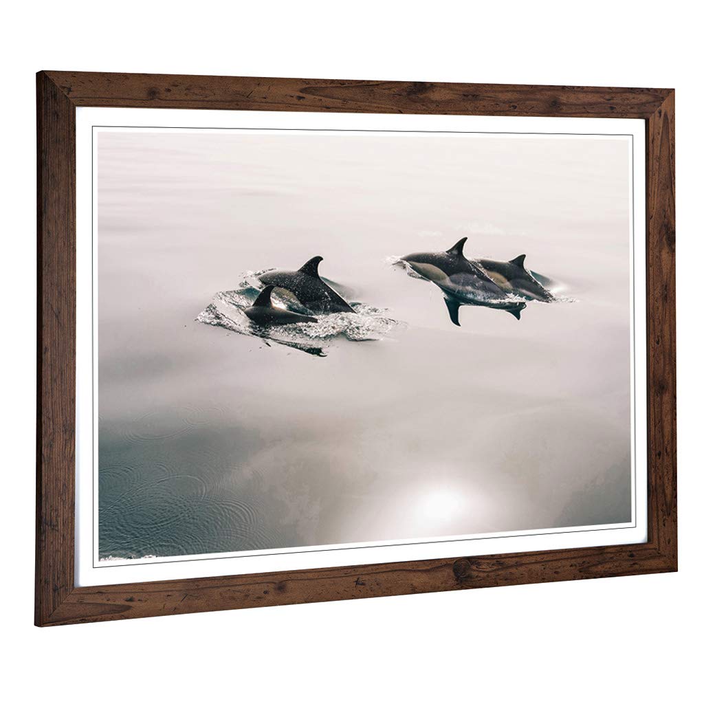 Big Box Art Framed Print of Swimming Dolphins (2) Design | Wall Art Picture | Home Decor for Kitchen, Living, Dining Room, Lounge, Bedroom, Hallway, Office, Walnut, A2 / 24.5x18 Inch / 62x45cm