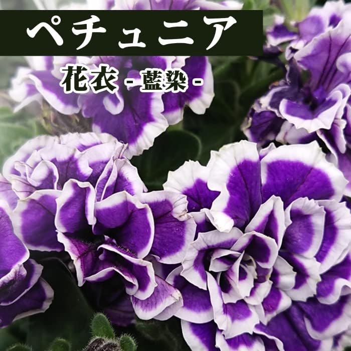 Amazon Co Jp 花 苗 ペチュニア 花衣 藍染 10 5cm 花苗 インテリア ガーデニング 初心者 長く咲く 育てやすい Diy 工具 ガーデン Amazon Co Jp 花 苗 ペチュニア 花衣 藍染 10 5cm 花苗 インテリア ガーデニング 初心者 長く咲く 育てやすい Diy 工具 ガーデン