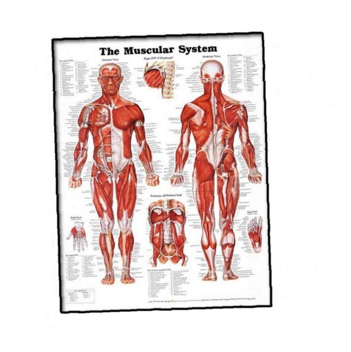 Laancoo Anatomical Chart Muscular System Anatomical Poster Laminated ...
