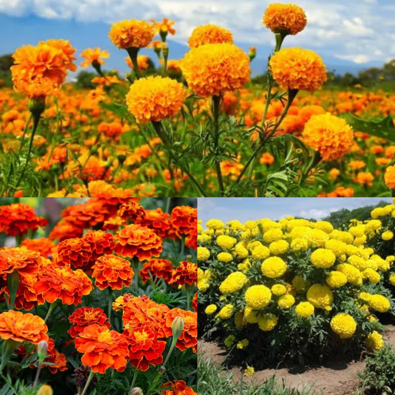 Desi genda flower seeds,3 Variety Marigold Flowers (Pack of 140 Seeds) (B0DF5Z9TKD) Amazon Price History, Amazon Price Tracker