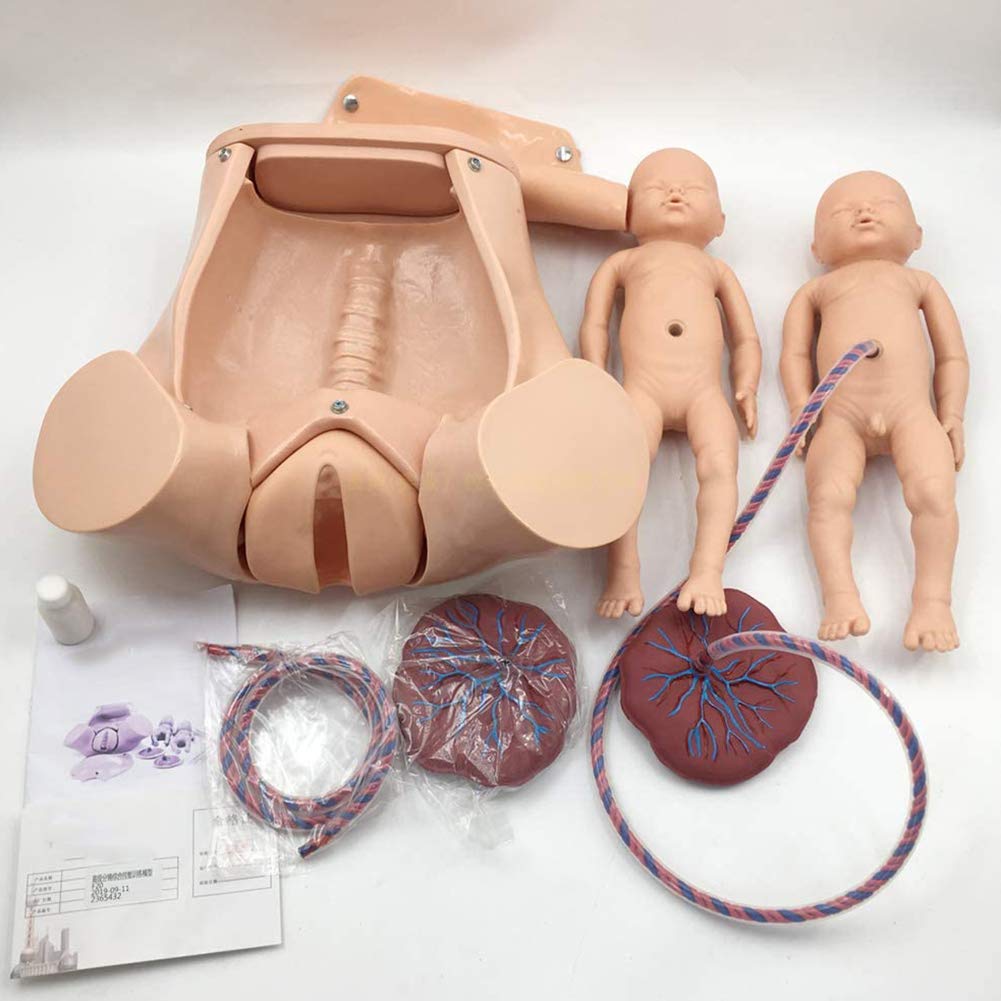 Childbirth Demonstration Pelvis Model Childbirth Simulator Life Size Pelvic Anatomical Model Delivery Maternity Teaching Mold Includes Models of