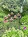 Set of 6 Rusty Metal Flower Garden Stakes Rustic Outdoor Decor, Bee Water Station