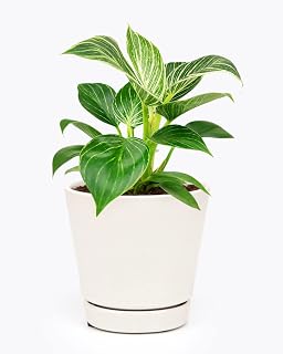 Philodendron Birkin (4" White Minimalist Pot w. Saucer) - Rare Variegated Houseplant - Easy to Grow, Easy to Care Low Light Houseplants - Colorful Foliage Air-Purifying Plant