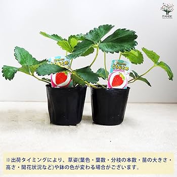 50本　イチゴ　苗　とちおとめ　苺 いちご苗 とちおとめ 3株 / 家庭菜園 イチゴ苗 苺苗 イチゴの苗