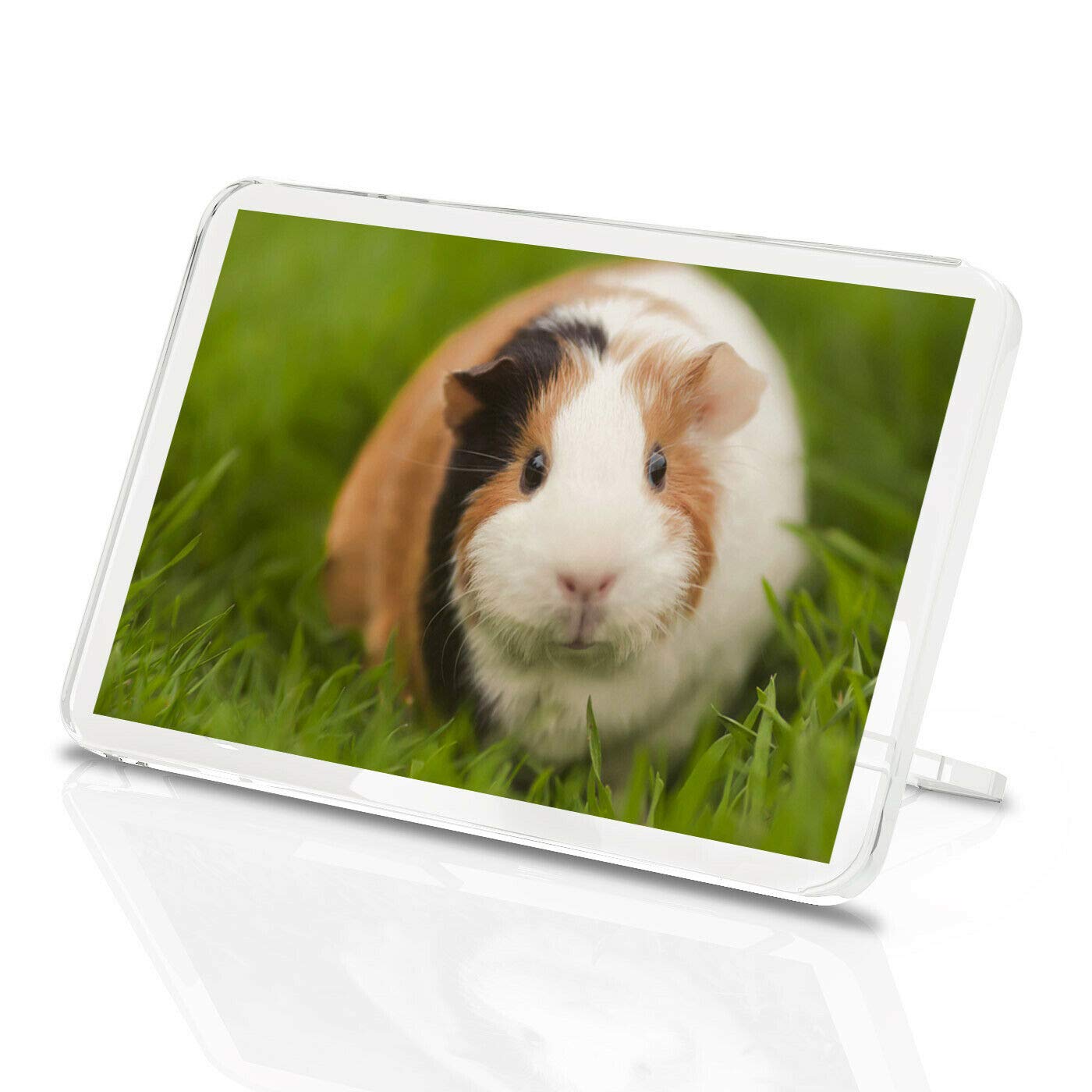 Tri Coloured Guinea Pig Classic Fridge Magnet - Pet Rodent Animal Gift #15969