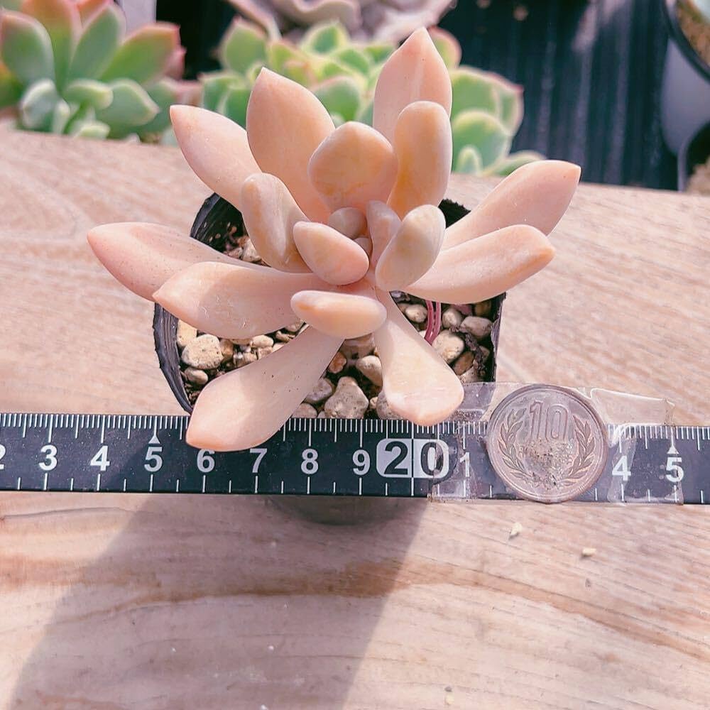 フレニュー錦色班双苗　多肉植物　パキフィツム フレニュー錦色班双苗 多肉植物 パキフィツム 観葉植物