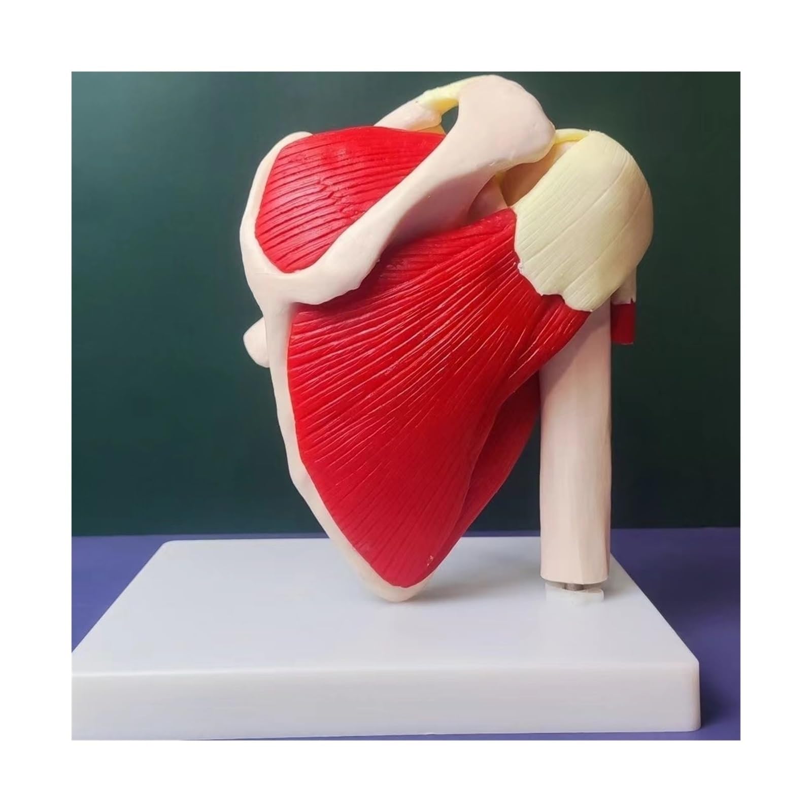 Squelette Humain épaule Omoplate clavicule modèle Musculaire Articulation Fonctionnelle Ligament médical Aide pédagogique