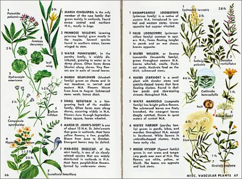 Pond Life: Revised and Updated