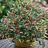 Firecracker (Indian Hybrid) Hot Pepper Seeds - Immense Crop of Long, Thin Chilli(10 - Seeds)