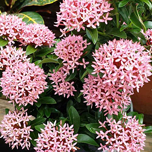 Big Planter Live Flower Plant Ixora Pink Color | Indoor & Outdoor Flowering Plant with Pot | Easy to Grow Decorative Plant for Home, Garden & Gifting | Pack of 1