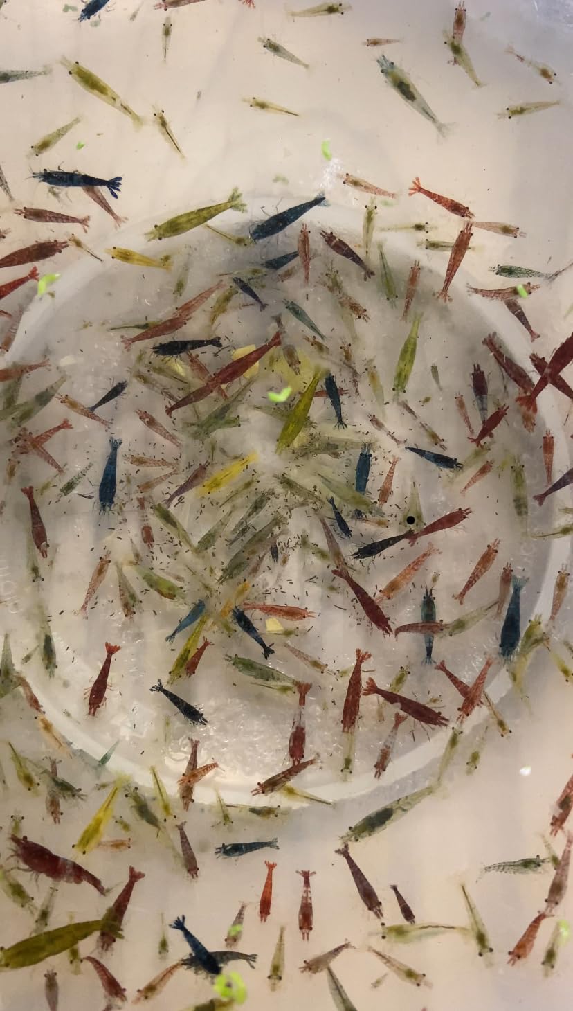 5 x Skittle Shrimp Shade of Cherry Red, Blue Velvet/Dream & Yellow Fire Live Shrimp Neocaridina Freshwater Aquarium