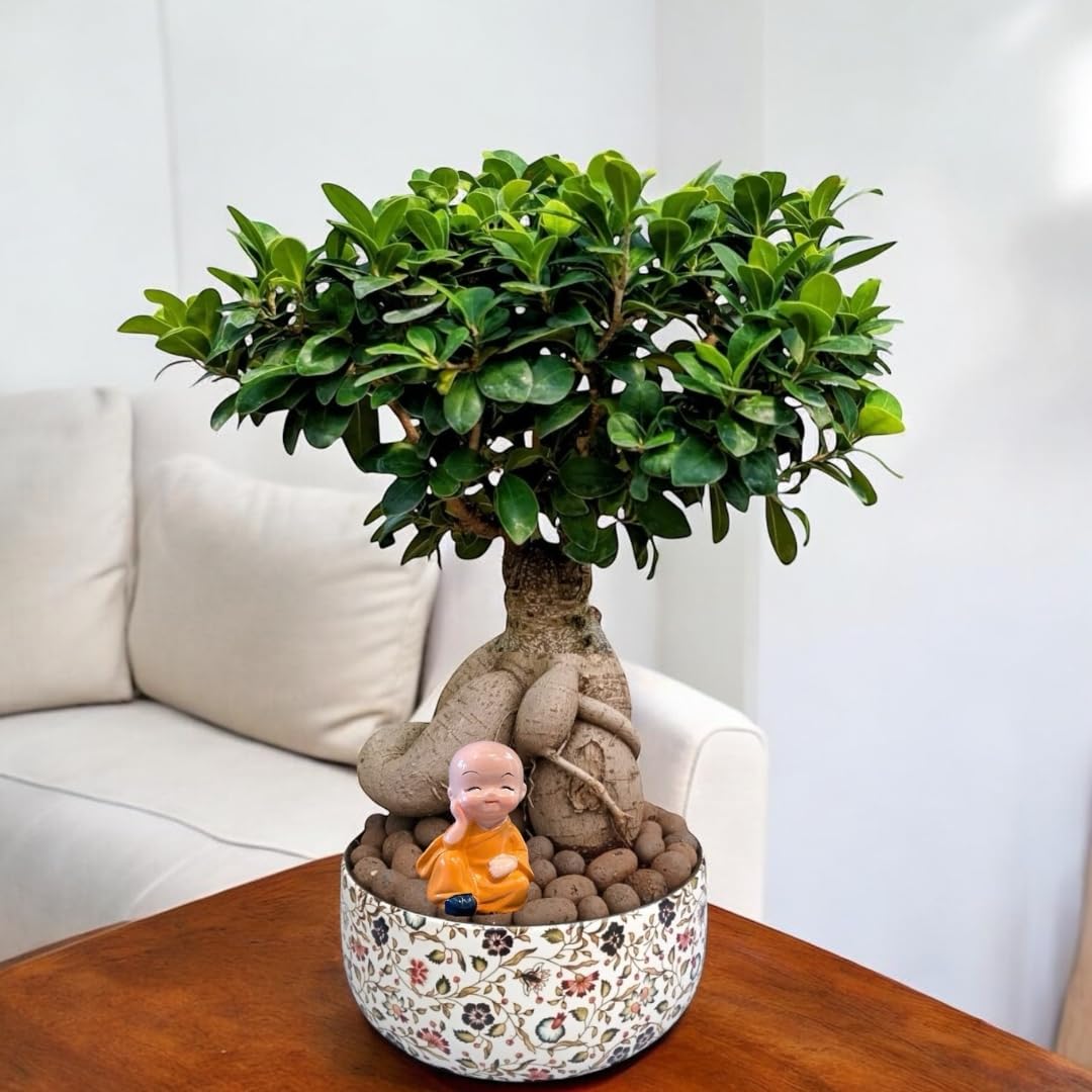Amulya FARMS & NURSERY Unique & Rare Ficus Bonsai Live Plant 10 YEARS old with 6” Premium Metal Pot | Indoor Live Plants for Home, Table, Kitchen & Desk Decor | Bonsai Plants | Collector’s Fav