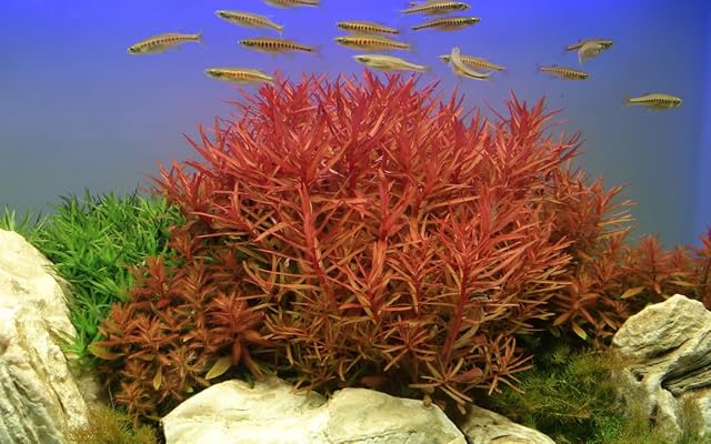 AquaOne Planta de acuario Ammannia crassicaulis