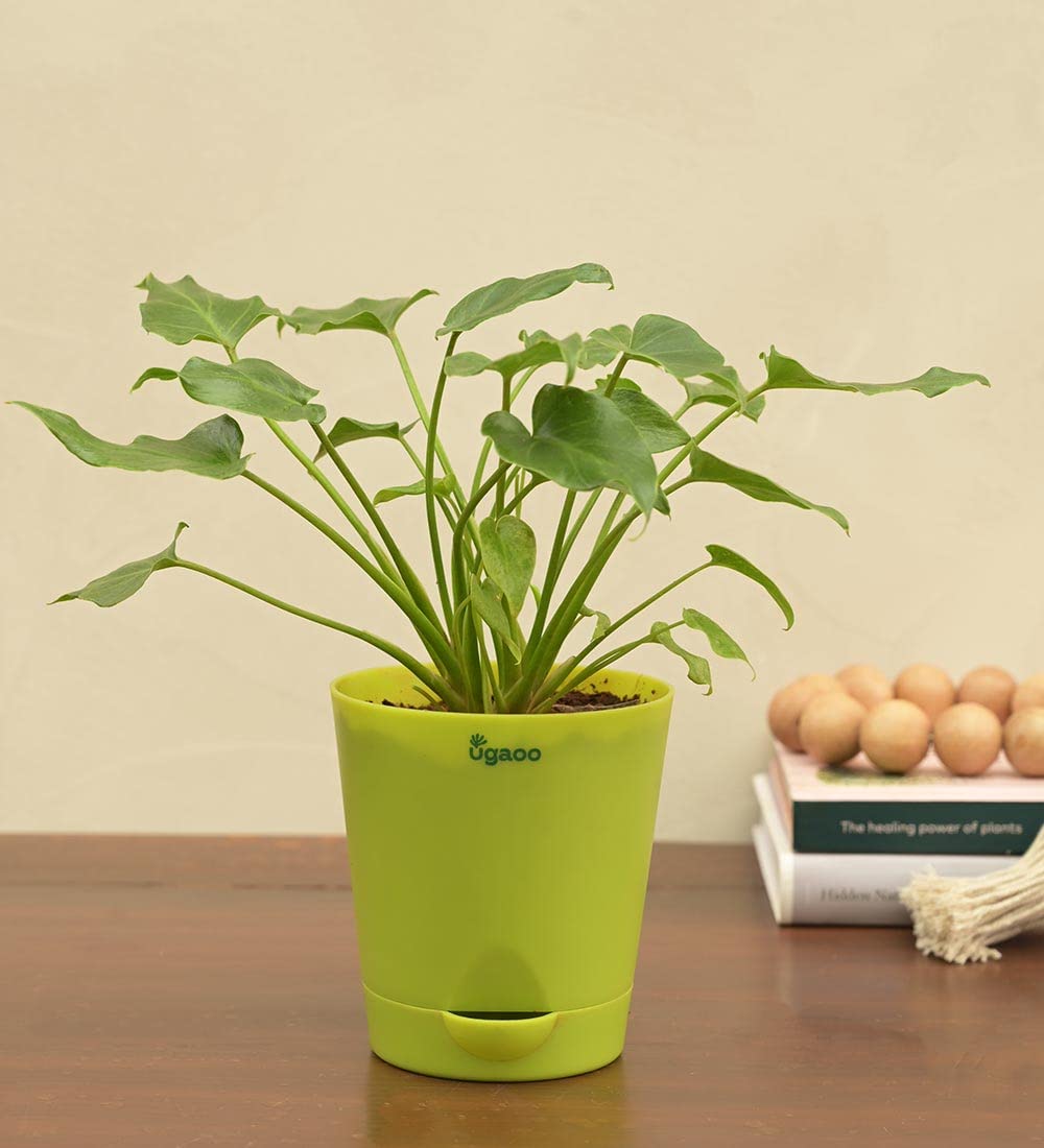UGAOO Philodendron Xanadu Green Natural Live Indoor Plant with Pot (B09PF2KMPM) Amazon Price History, Amazon Price Tracker