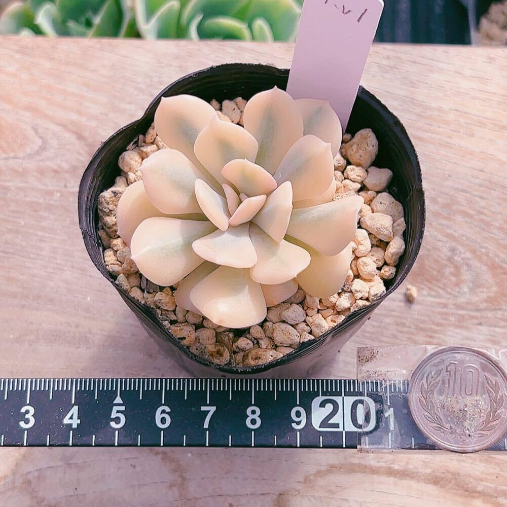 その他多肉植物 Cranky Amazon.co.jp: A！！多肉植物 キュービックフロスティ錦 極上錦