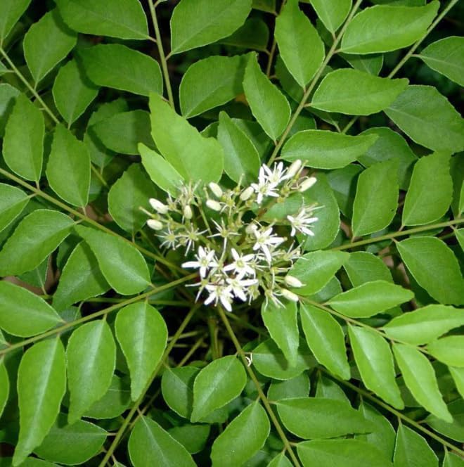 Image of Krishna /Shyama Tulsi Live Plant with Pot | Black Holy Basil Medicinal Ayurvedic Plant | Sacred Pooja Plant for Home Temple Balcony Garden Indoor Outdoor | (KADI PATTA)