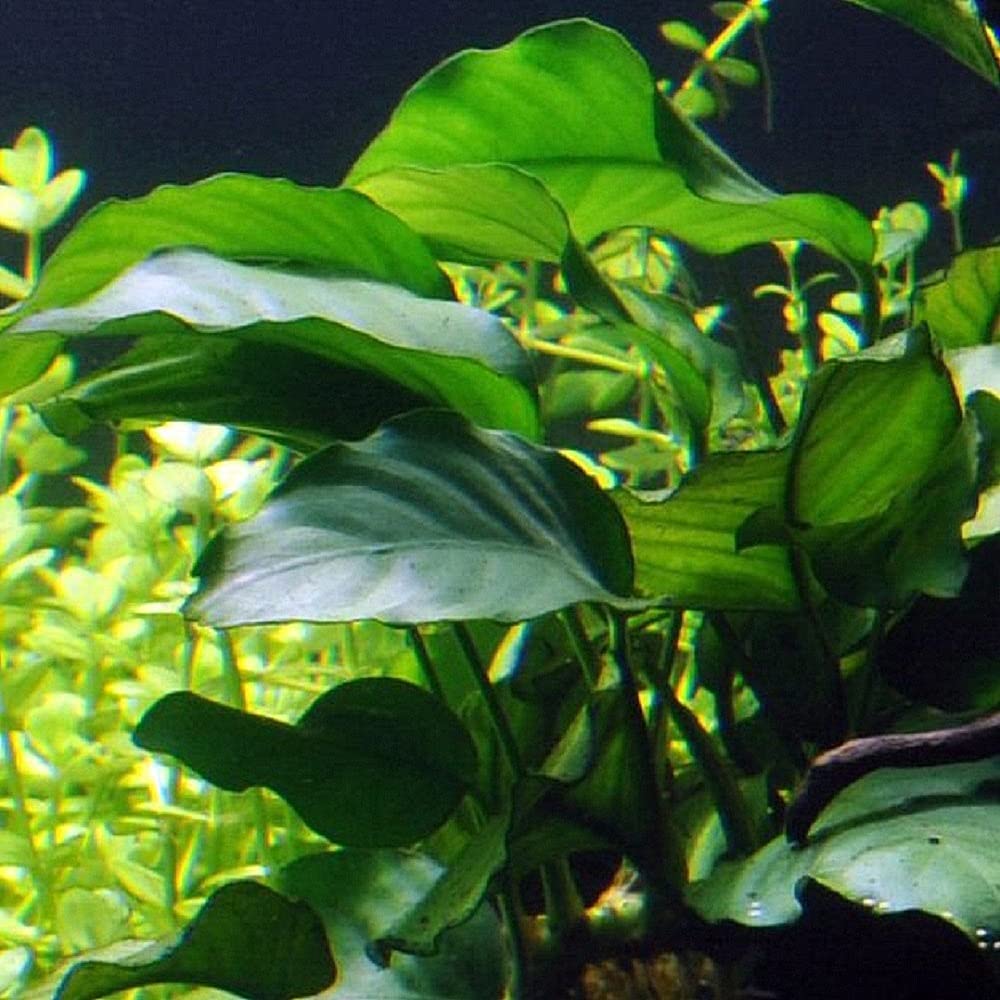 AquaOne Bacopa Lilaeopsis Alternanthera Limnophila Anubias Lot de 5 plantes d'aquarium pour débutants
