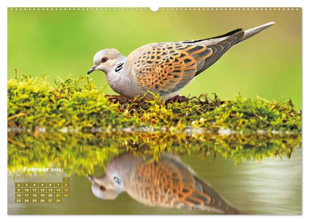 Vögel in unserer Heimat: Kiebitz, Wiedehopf und Turteltaube (hochwertiger Premium Wandkalender 2026 DIN A2 quer), Kunstdruck in Hochglanz: ... Vogelfreundes höher schlagen (CALVENDO Tiere)