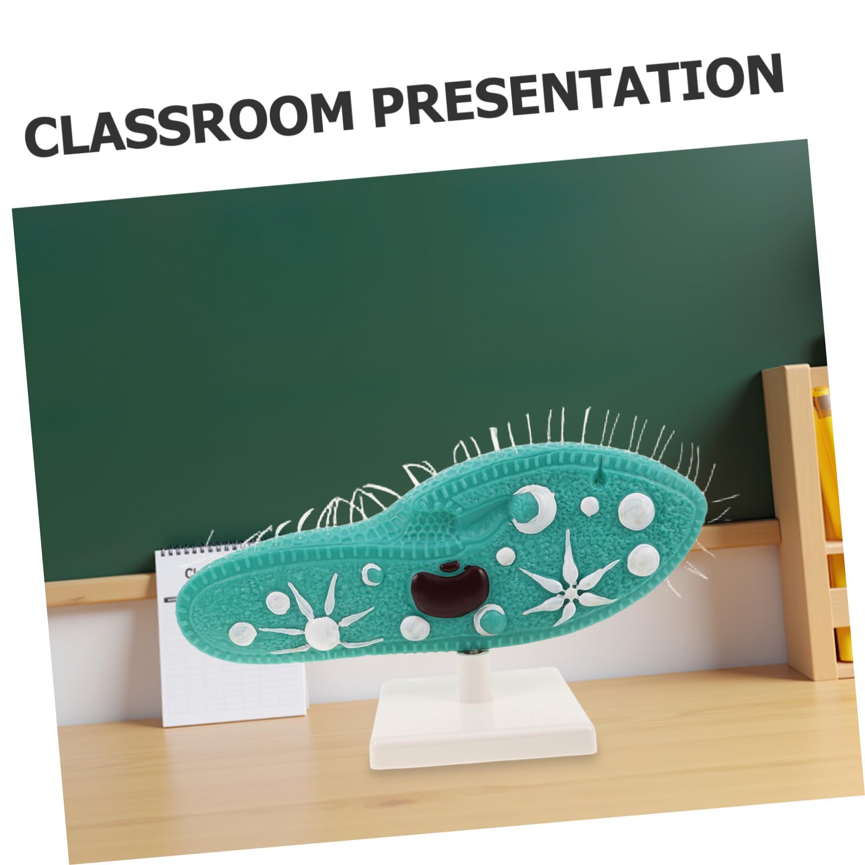 FRCOLOR Paramecio per Laboratorio Scientifico di Biologia Cellulare con Struttura Didattica per Insegnamento in Classe e Studio Personale