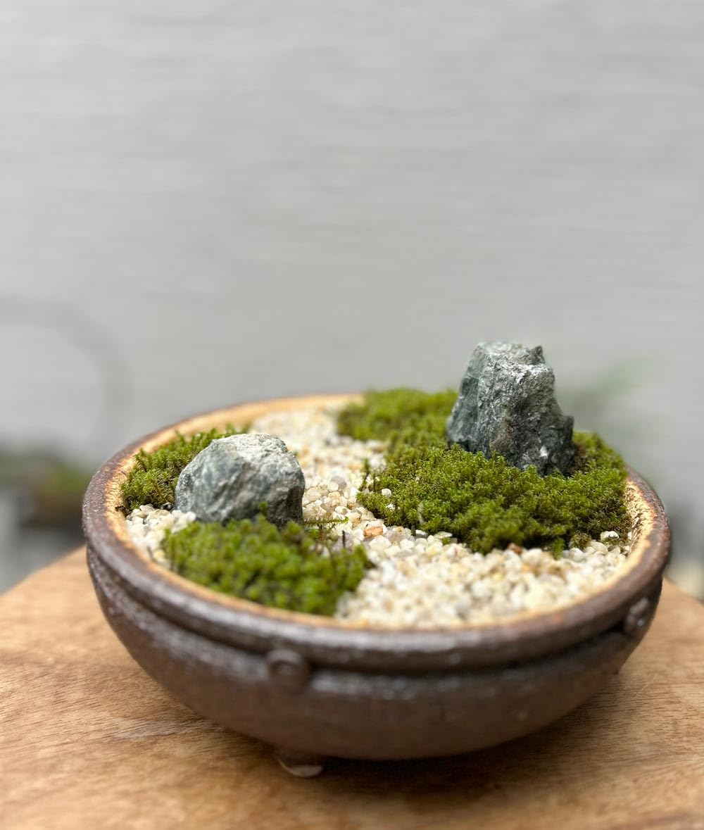 Amazon.co.jp: 小さな世界で雄大な景色を【苔盆栽（信楽焼鉢