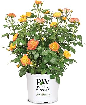 Proven Winners 2 Gal. En Fuego Rose Shrub