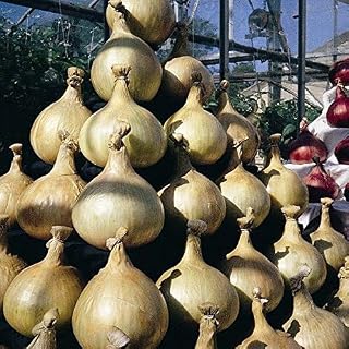 Onion - Mammoth Improved - 100 Seeds