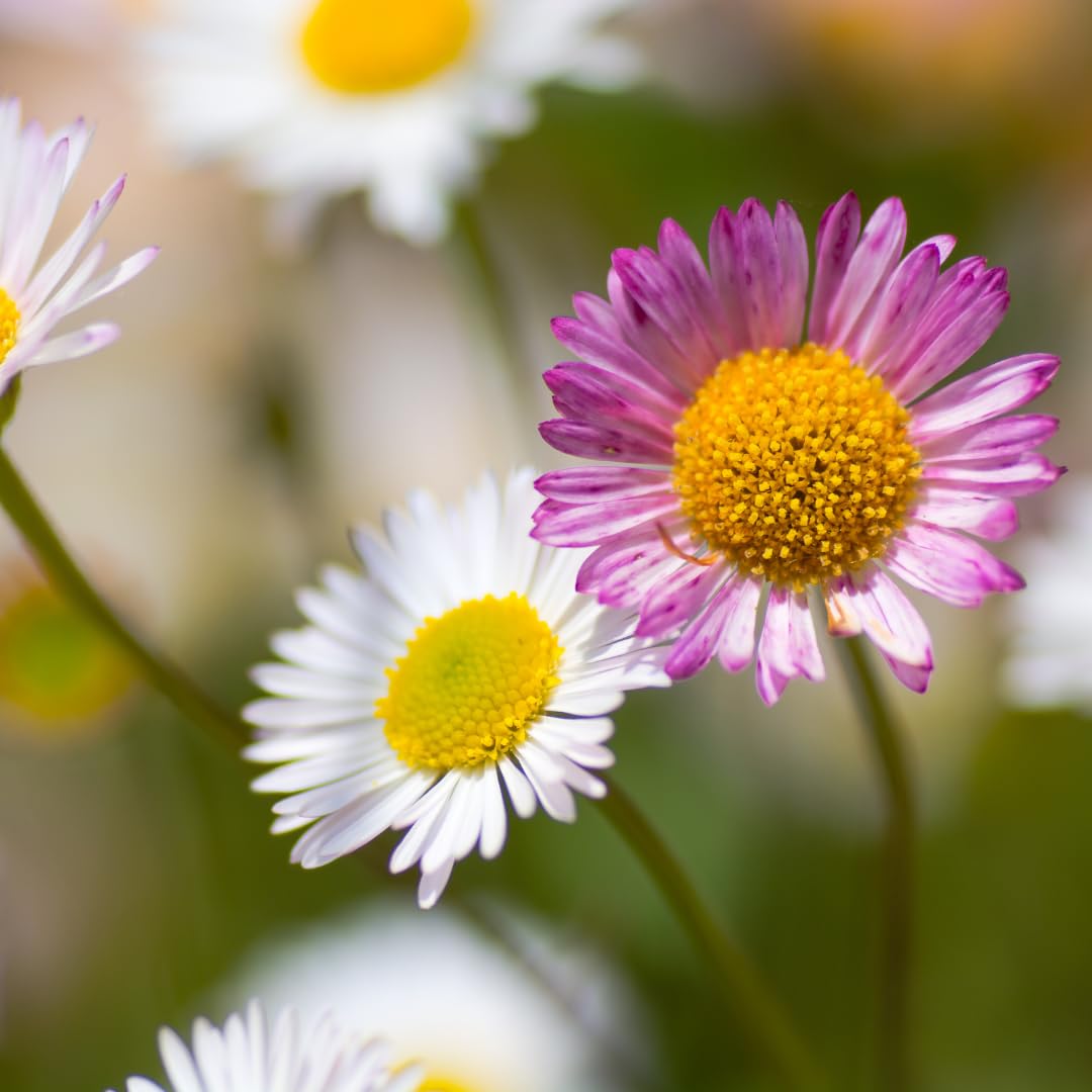 Erigeron Karvinskianus, Margaritas Exterior Rosas, Pack de 24, 10-25 cm