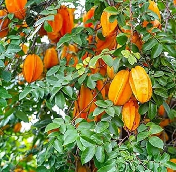 Image of All-Time 12 Months Hybrid GRAFTED Live Fruit Plant Original & Authentic Organic Tree for Outdoor Fast-Growing Fruit Plant Home Gardens Pack Of-1 (Ster Fruit Plant, Medium)