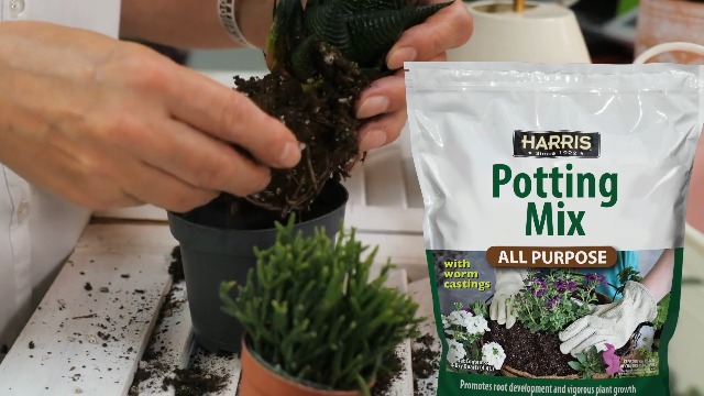 Amazon.com : Harris All Purpose Premium Potting Soil Mix with Worm
