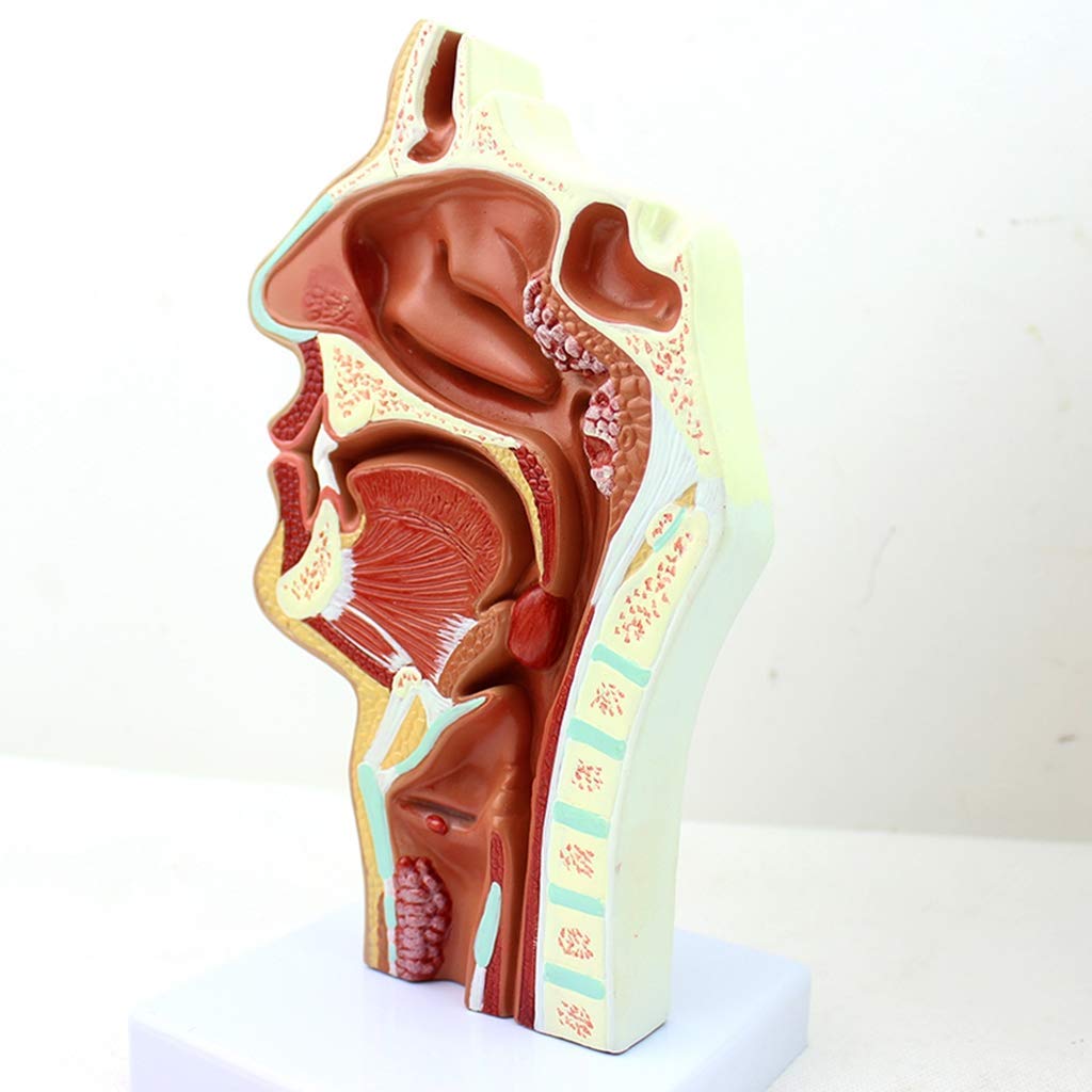 Model dydaktyczny, model jamy nosowej, model anatomii człowieka, model ludzkiej jamy nosowej w skali 1:1 Rozmiar anatomiczny Patologia nosogardzieli Model ENT Narzędzia dydaktyczne Anatomia Biologia