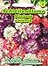 Produktbild Schleifenblume Mischung , einjährig, reichblühend, für Rabatten und Gruppenpflanzungen 'Iberis umbellata'