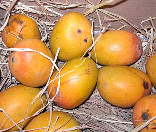 Image of Ratnagiri Alphonso Mango Plant Grafted Live Hapus Tree 2-3 Feet