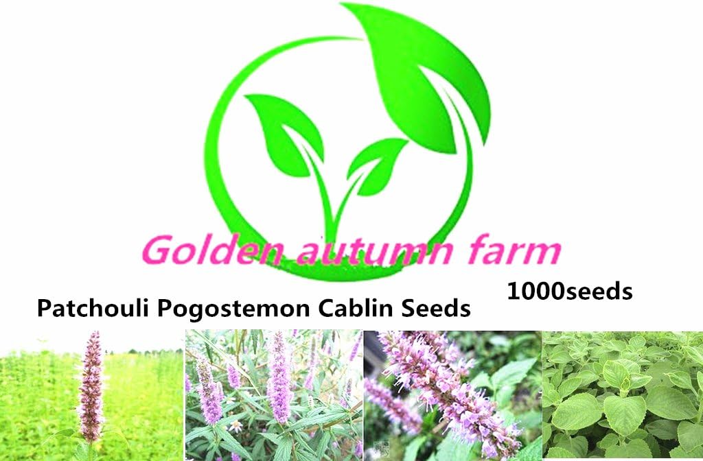 Golden Autumn farm-1000 Patchouli Pogostemon Cablin Seeds
