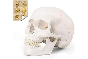 Life Size Human Skull Model for Learning with Detailed Skeletal Anatomy