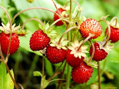 Miniatura 5 de Semillas dulces de fresa silvestre para plantar Fragaria Vesca Fraisier des Bois unas 100 semillas