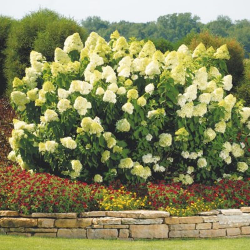 Lime Hydrangea Live Plant - Bush Shrub In Quart Pot For Garden Planting (Zones 6-9)