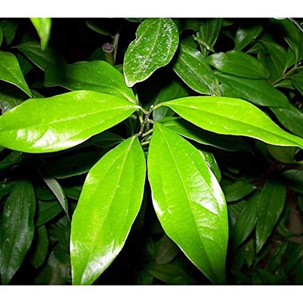 Creative Farmer Live Plant Karauvapatta (Cinnamon) Dalchini Spice Healthy 1 Seedling Garam Masala Garden Plant (1 Healthy Live Plant) (B08Q8N6MNS) Amazon Price History, Amazon Price Tracker