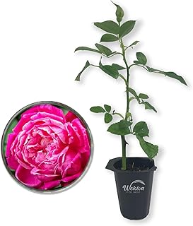 Louis Philippe Rose Bush - Live Starter Plant in a 2 Inch Growers Pot - Beautifully Fragrant Florida Rose - A Versatile Heirloom Rose with a Rich Fragrance
