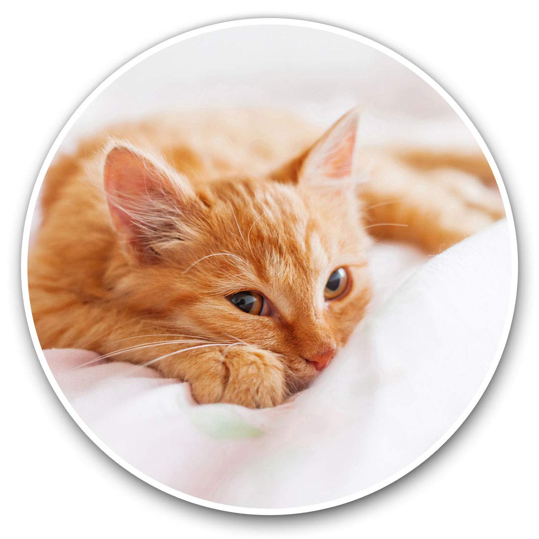 Destination Vinyl Ltd Sweet Ginger Kitten Cat 21071 Vinyl Stickers (Set Of 2) 15Cm - Sweet Ginger Kitten Cat Laptop Tablet Luggage Scrapbook #21071